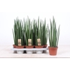 Sansevieria Mikado SAMI14TF