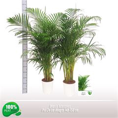 <h4>Dypsis lutescens</h4>