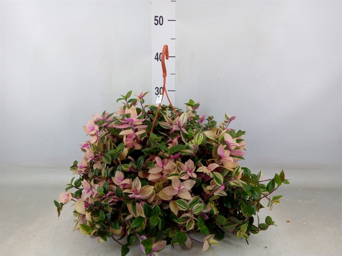 <h4>Tradescantia flum. 'Quadricolor'</h4>