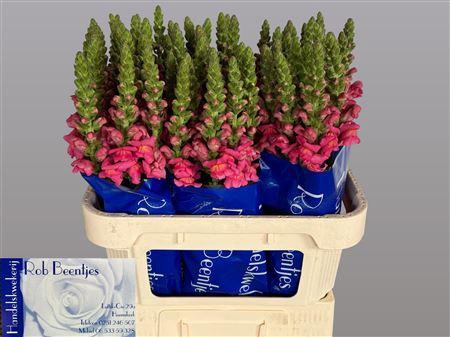 <h4>ANTIR ANTIBES ROSE</h4>