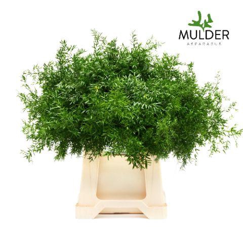 <h4>Asparagus Qwebe X50</h4>