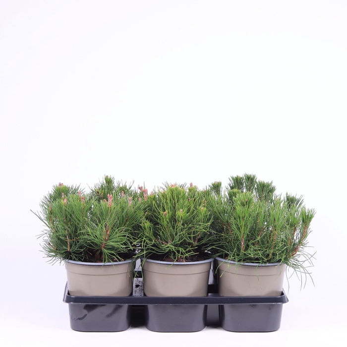 <h4>Pinus mugo pumilio</h4>
