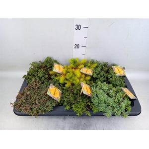 Sedum   ...mix