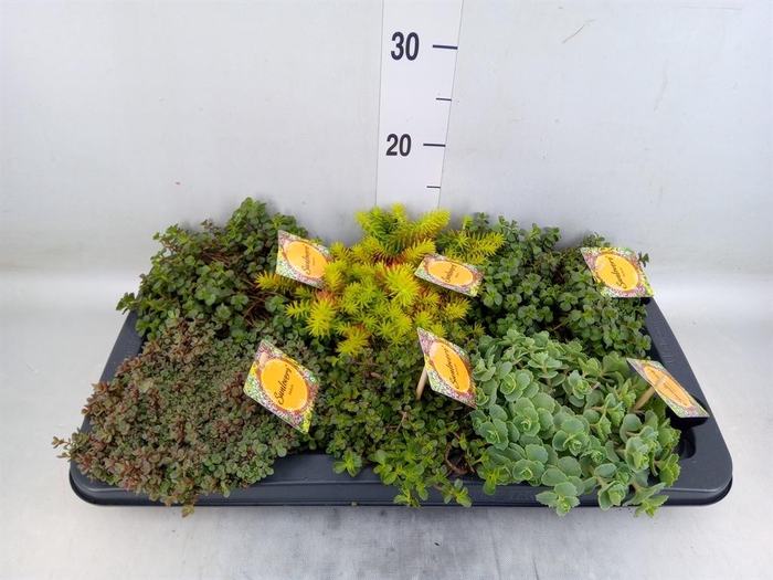 <h4>Sedum   ...mix</h4>