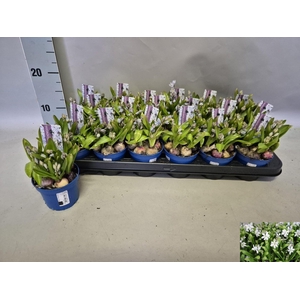 SCILLA MISCHTSCHENKO