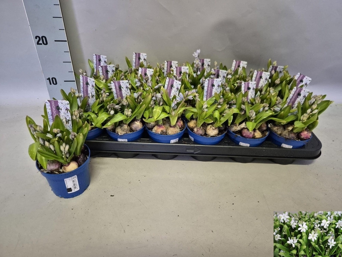 <h4>SCILLA MISCHTSCHENKO</h4>