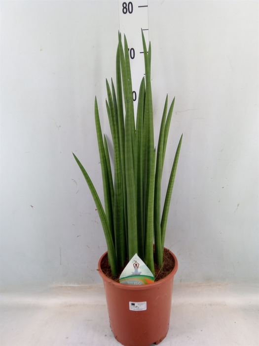 <h4>Sansevieria cyl.  ...</h4>