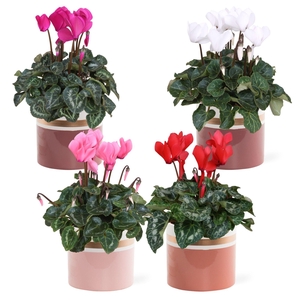 Collectie 'Moments' - Cyclamen in pot Joy