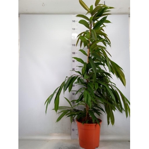 Ficus binn. 'Amstel King'