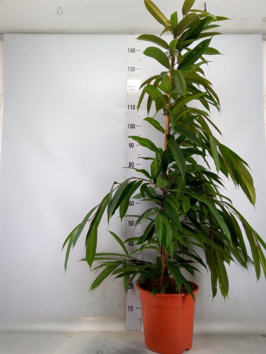 <h4>Ficus binn. 'Amstel King'</h4>