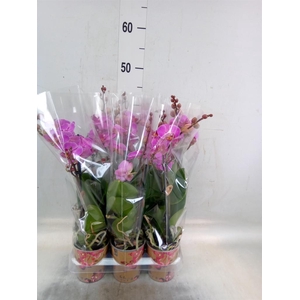 Phalaenopsis multi. 'Ant Hamburg'