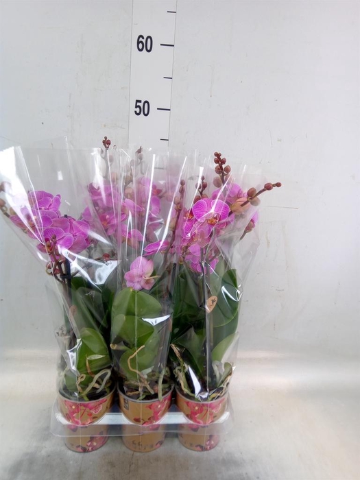 <h4>Phalaenopsis multi. 'Ant Hamburg'</h4>