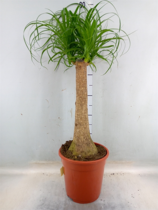 <h4>Beaucarnea recurvata</h4>