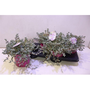 arr8 Lampranthus Roseus