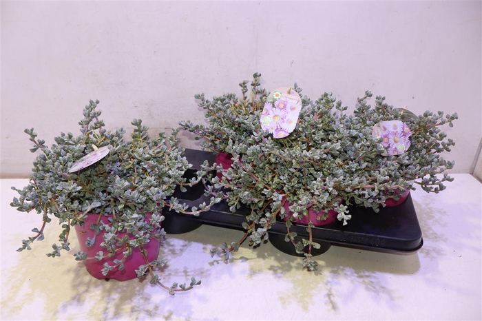 <h4>arr8 Lampranthus Roseus</h4>