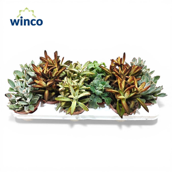 <h4>Kalanchoe Velvet Mix</h4>