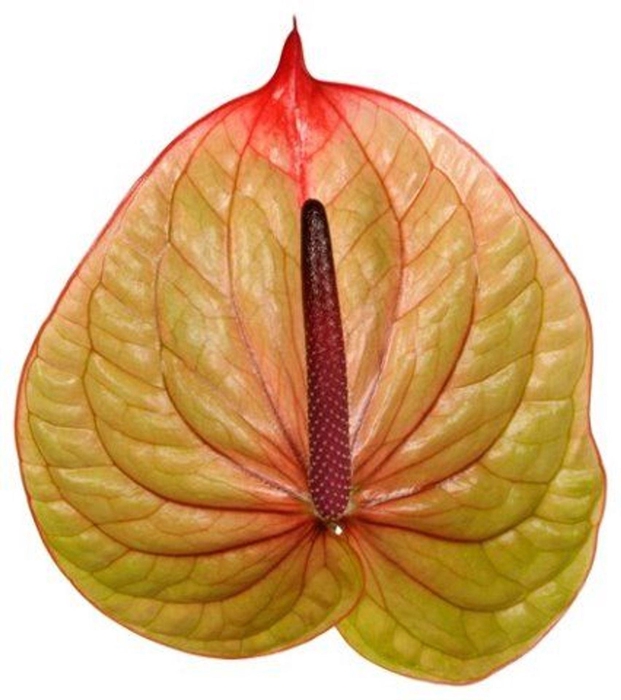 <h4>Anthurium andr. 'Tequila'</h4>