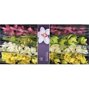 Cymbidium Mix