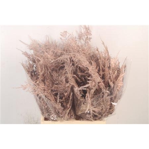 Asp 1e Veren Champagne