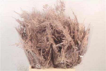 <h4>Asp 1e Veren Champagne</h4>