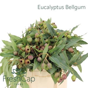 Eucalyptus Bellgum