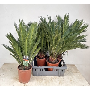 CYCAS REVOLUTA