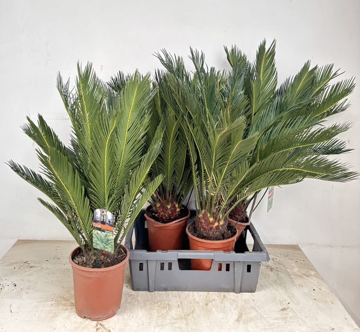 <h4>CYCAS REVOLUTA</h4>