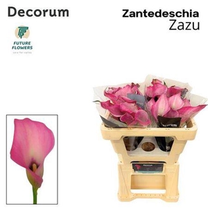 Zant Zazu