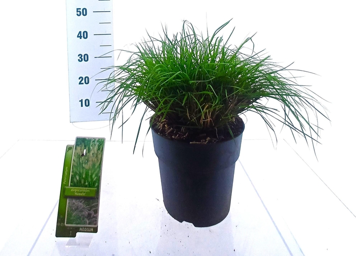 <h4>PENNI HAMELN</h4>