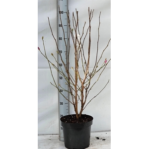 MAGN LO LEONARD MESS