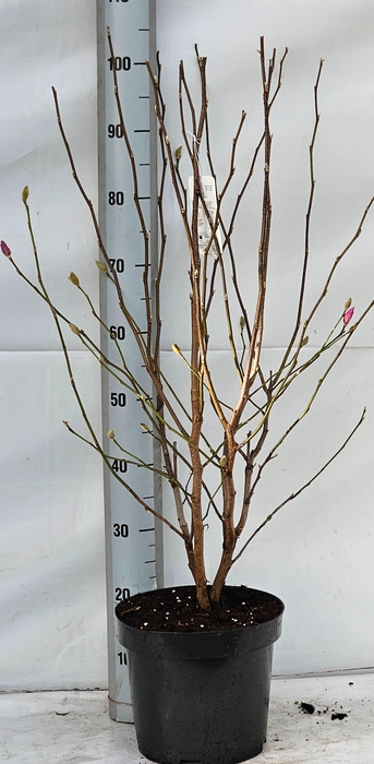 <h4>MAGN LO LEONARD MESS</h4>