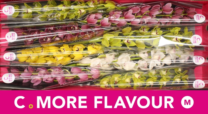 <h4>CYMB MI GEM</h4>