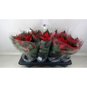 Euphorbia pulc.   ...