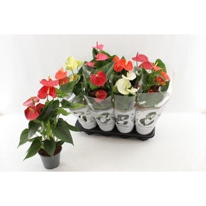 !! PROMO !! ANTHURIUM MIX P14