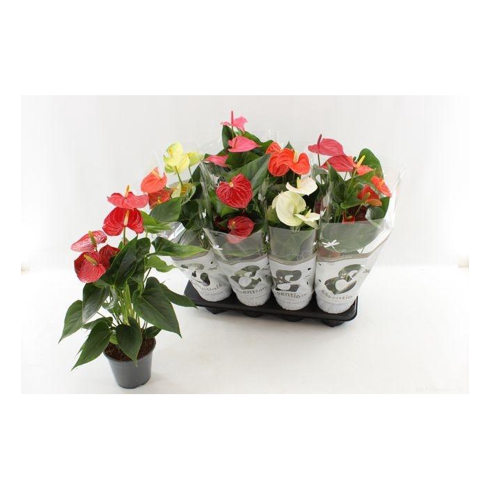 <h4>Anthu An Gem 4 Kl</h4>