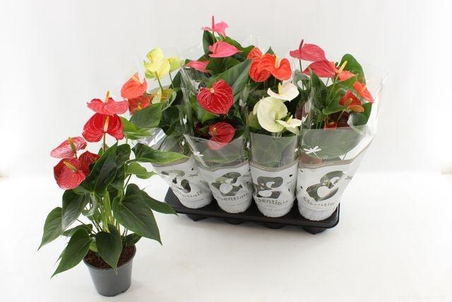 <h4>!! PROMO !! ANTHURIUM MIX P14</h4>