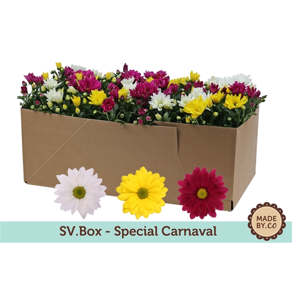 <h4>Chrysant Carnaval Carton</h4>