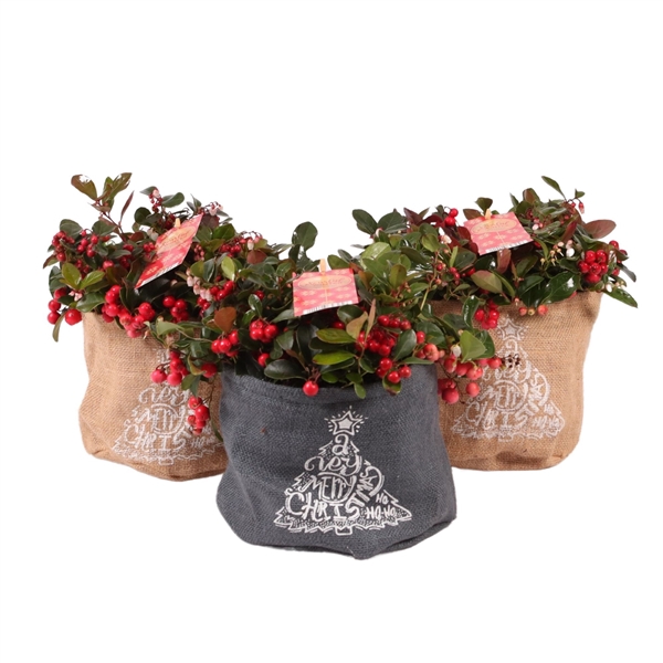 <h4>Gaultheria pr. 'Big Berry' Jute, P17</h4>