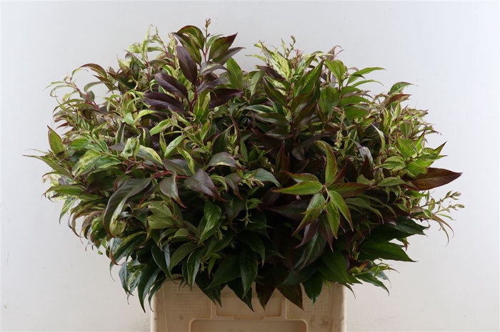 Leucothoe Walteri Rainbow