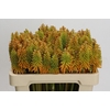 Kniphofia Eycone Peach