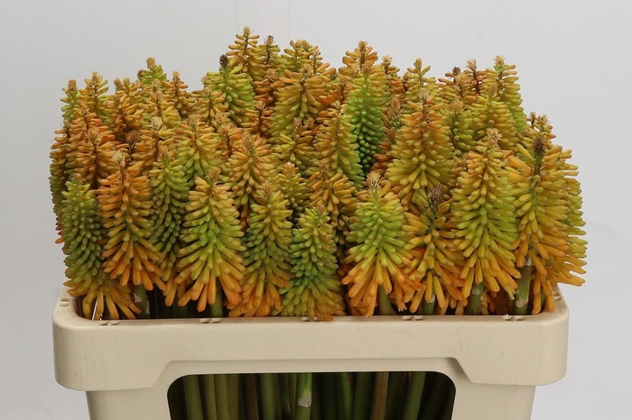 <h4>Kniphofia Eycone Peach</h4>