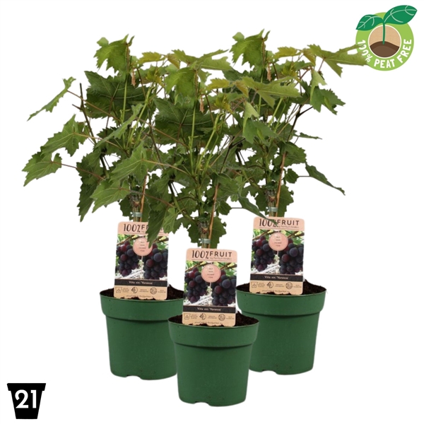 <h4>Vitis vinifera 'Vanessa', P21 op stam (pitloos)</h4>