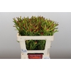 Leucadendron Ayoba Cherry Pearl Spray