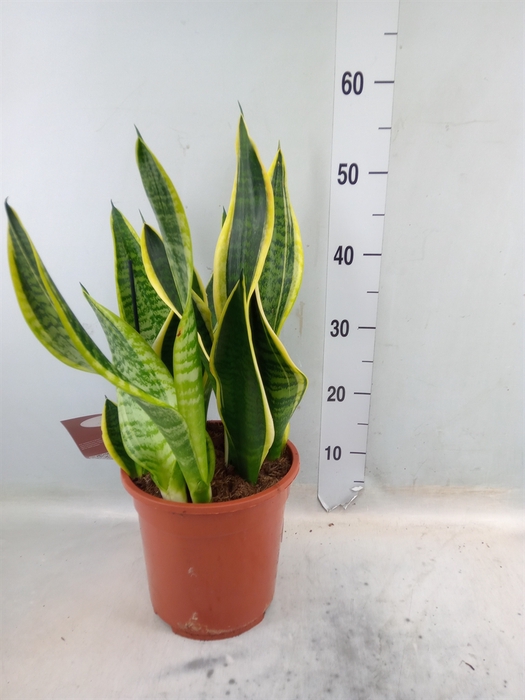 <h4>Sansevieria trifa. 'Laurentii'</h4>