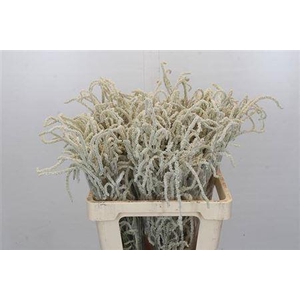 Amar Yearming Desert