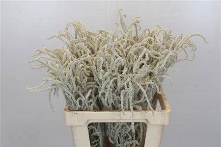 <h4>Amar Yearming Desert</h4>