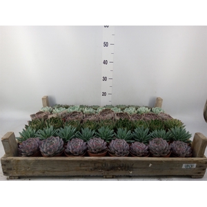 Echeveria   ...