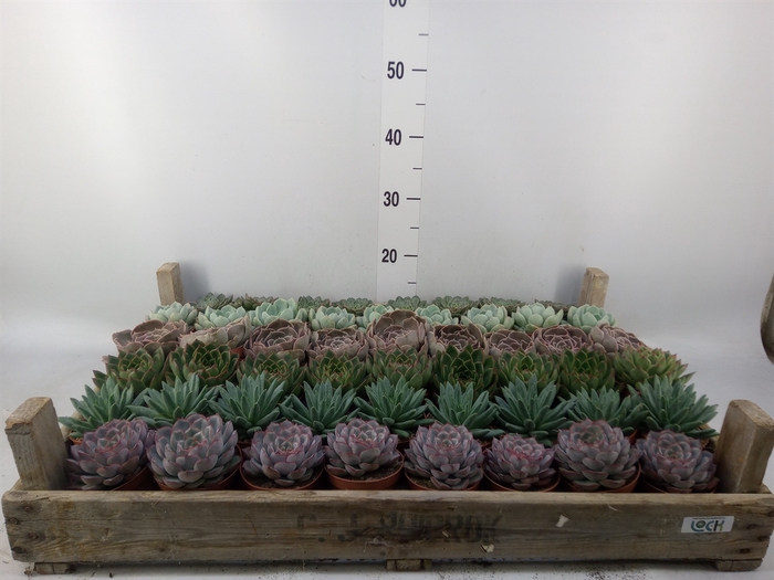 <h4>Echeveria   ...</h4>