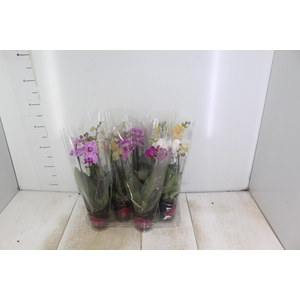 PHALAENOPSIS MINI P09 2 HT PREMIUM