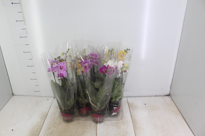 <h4>PHALAENOPSIS MINI P09 2 HT PREMIUM</h4>